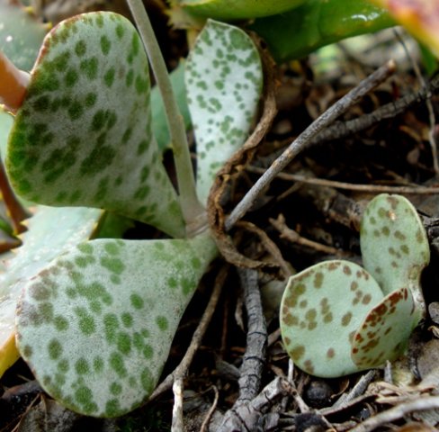 Adromischus maculatus rounded and pointed leaves