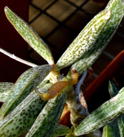 Adromischus marianiae var. marianiae
