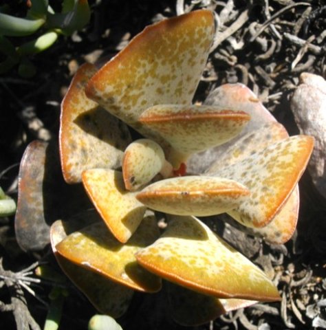 Adromischus triflorus yellowish leaves