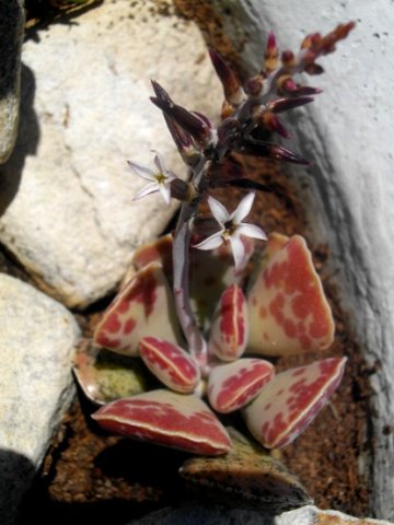 Adromischus triflorus