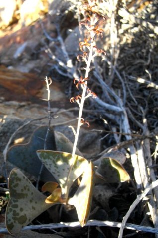 Adromischus triflorus old inflorescence