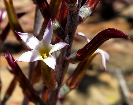 Adromischus triflorus flowers and buds