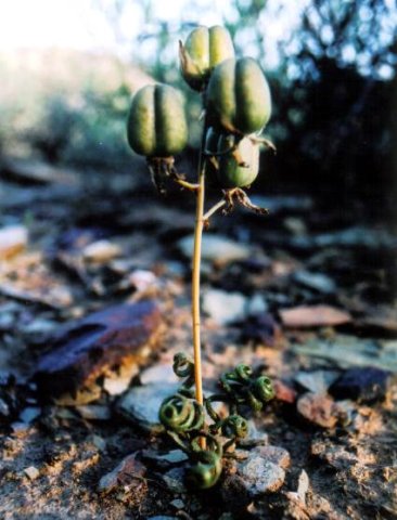 Albuca viscosa fruit