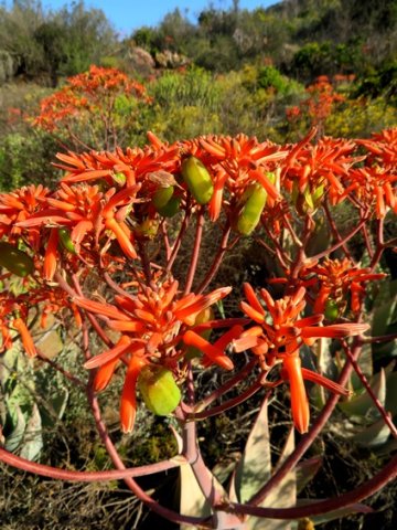 Aloe 