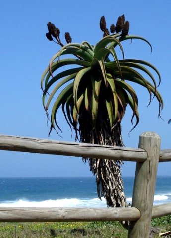 Aloe thraskii