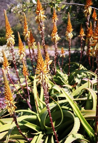 Aloe vanbalenii