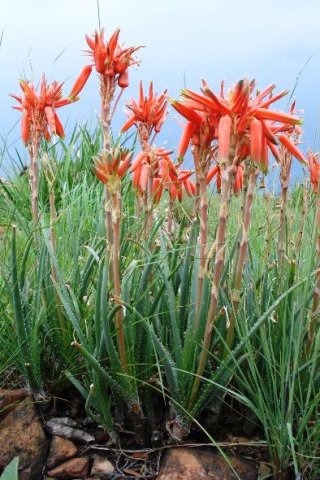 Aloe verecunda