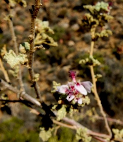 Anisodontea reflexa