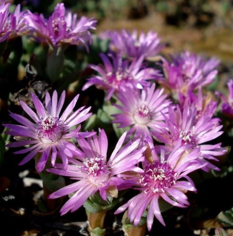 Antimima paucifolia flowers