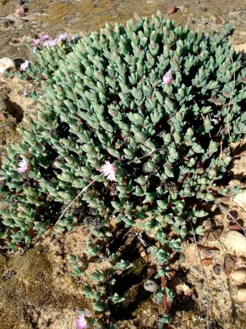 Antimima paucifolia leaves