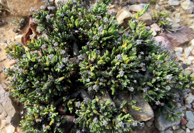 Antimima piscodora