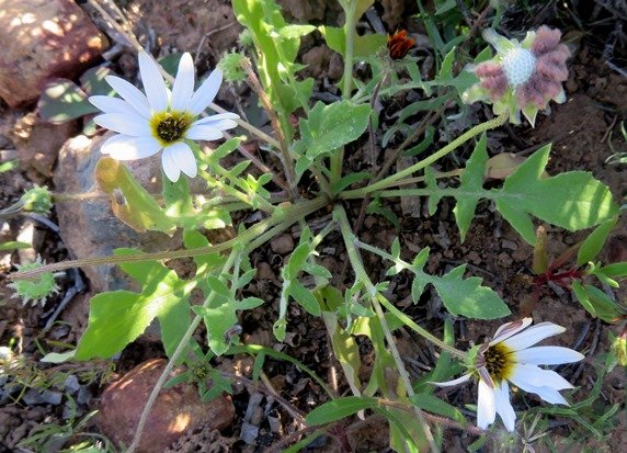 Arctotheca calendula flowerheads of several ages