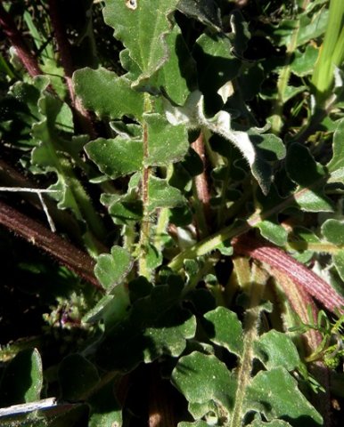 Arctotis fastuosa leaves