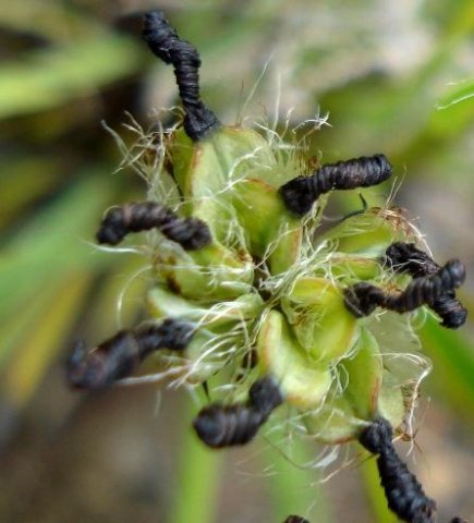 Aristea africana fruit and corolla remains