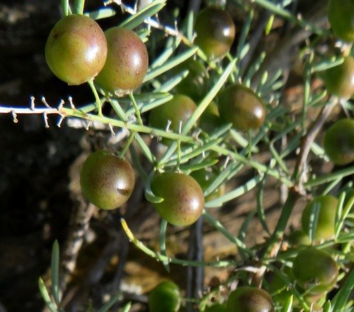 Asparagus multiflorus greenish fruits