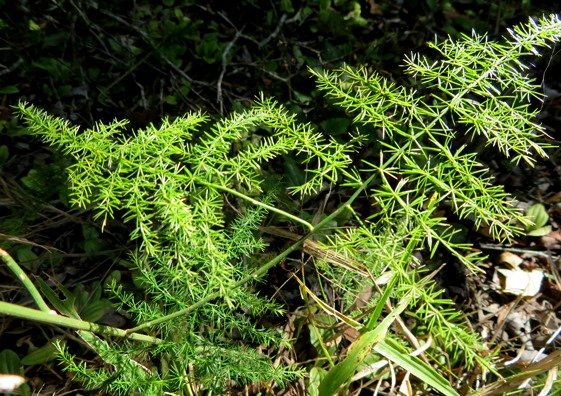 Asparagus setaceus "leaf" structure