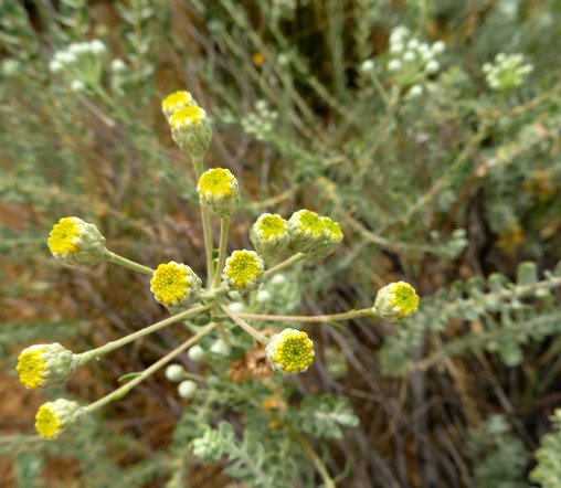 Athanasia pubescens flowerheads opening