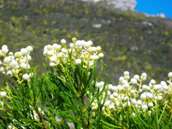 Berzelia lanuginosa