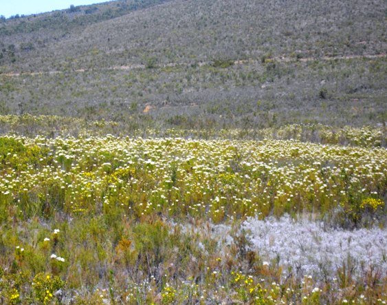 Berzelia lanuginosa or vleikolkol