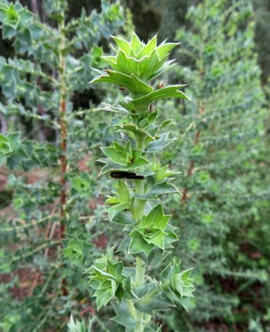 Cliffortia ilicifolia branch tip