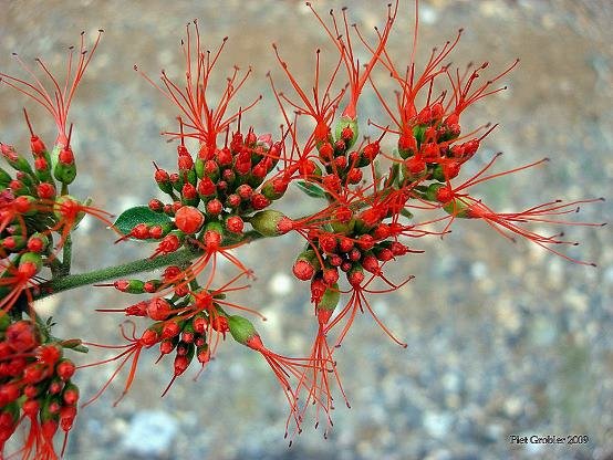 Combretum microphyllum, the vlamklimop