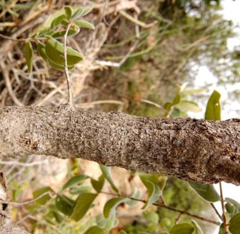 Combretum molle stem