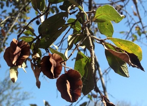 Combretum zeyheri leaves at the end of the season
