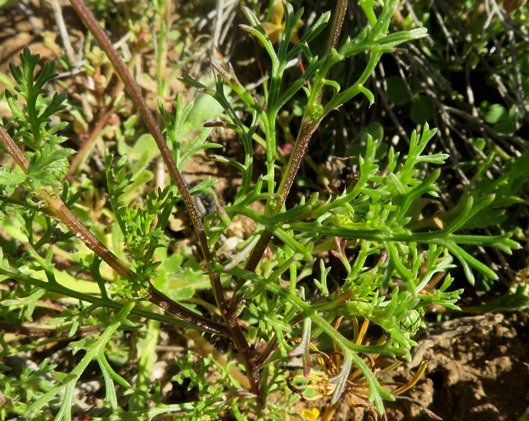 Cotula laxa leaves