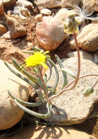 Crassothonna protecta leaves