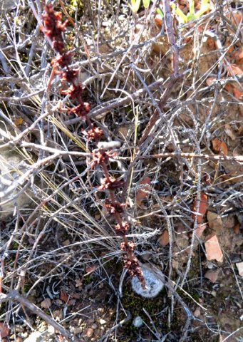 Crassula barbata old inflorescence
