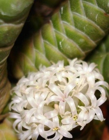 Crassula barklyi