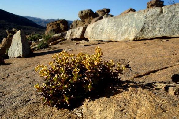 Crassula brevifolia subsp. brevifolia thriving on stone