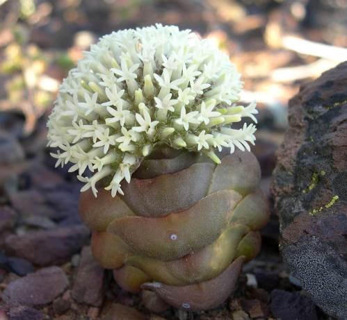 Crassula columnaris many white flowers