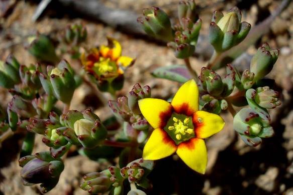 Crassula dichotoma sepals and leaves