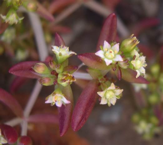 Crassula expansa subsp. expansa