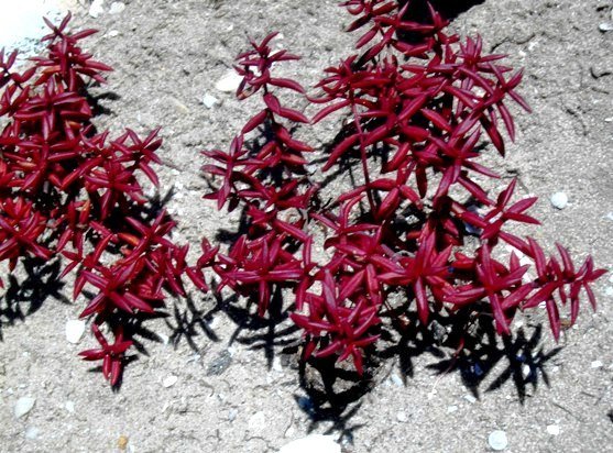 Crassula expansa subsp. filicaulis