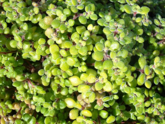 Crassula expansa subsp. fragilis