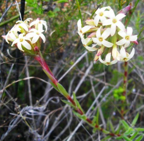 Crassula fascicularis flower fascicles