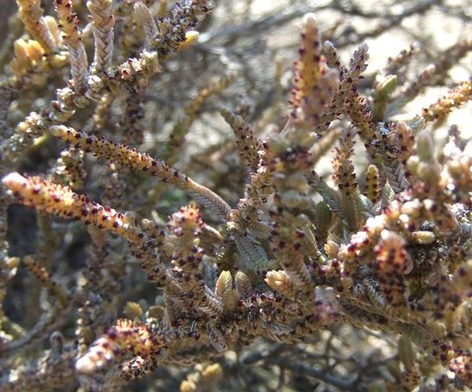 Crassula muscosa var. muscosa
