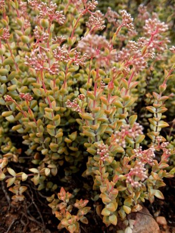 Crassula rupestris numerous young stems