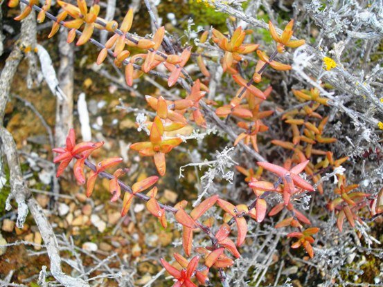 Crassula subaphylla var. subaphylla