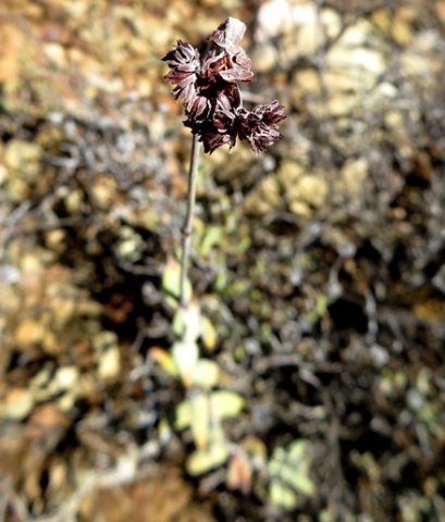Crassula subaphylla var. subaphylla dry flowers