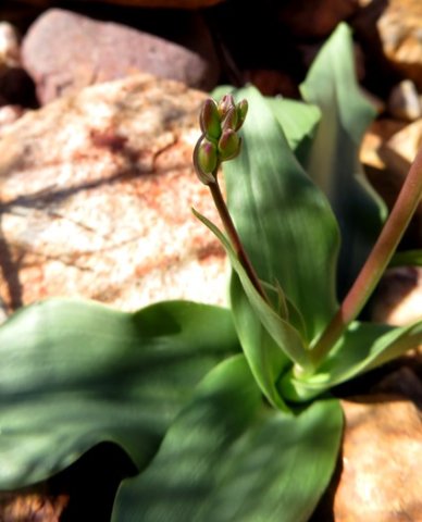 Cyanella orchidiformis leaves