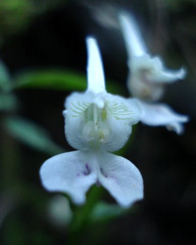 Disperis anthoceros flower