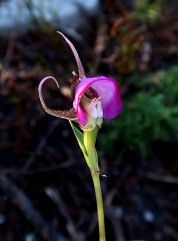 Disperis capensis var. capensis flower