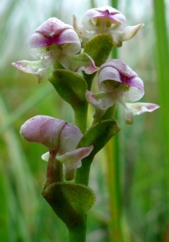 Disperis cardiophora flowers
