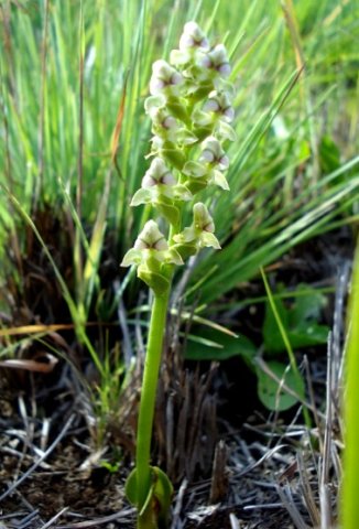 Disperis cardiophora