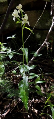 Disperis fanniniae 