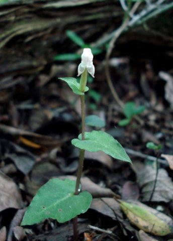 Disperis micrantha