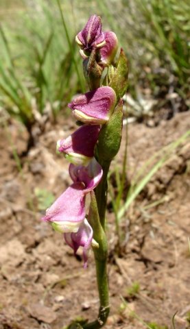 Disperis stenoplectron floral bracts